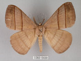 中文名:褐帶蛾(1282-2439)學名:Palirisa cervina formosana Matsumura, 1931(1282-2439)中文別名:軌帶蛾