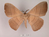 中文名:褐帶蛾(1282-25580)學名:Palirisa cervina formosana Matsumura, 1931(1282-25580)中文別名:軌帶蛾