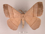 中文名:褐帶蛾(1282-25580)學名:Palirisa cervina formosana Matsumura, 1931(1282-25580)中文別名:軌帶蛾