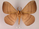 中文名:褐帶蛾(1282-390)學名:Palirisa cervina formosana Matsumura, 1931(1282-390)中文別名:軌帶蛾