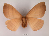 中文名:褐帶蛾(1282-85)學名:Palirisa cervina formosana Matsumura, 1931(1282-85)中文別名:軌帶蛾
