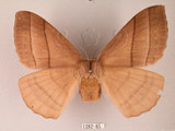 中文名:褐帶蛾(1282-85)學名:Palirisa cervina formosana Matsumura, 1931(1282-85)中文別名:軌帶蛾