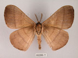 中文名:褐帶蛾(2266-11)學名:Palirisa cervina formosana Matsumura, 1931(2266-11)中文別名:軌帶蛾