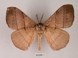 中文名:褐帶蛾(2266-11)學名:Palirisa cervina formosana Matsumura, 1931(2266-11)中文別名:軌帶蛾