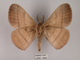 中文名:褐帶蛾(2266-1468)學名:Palirisa cervina formosana Matsumura, 1931(2266-1468)中文別名:軌帶蛾