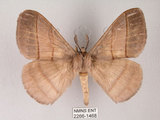 中文名:褐帶蛾(2266-1468)學名:Palirisa cervina formosana Matsumura, 1931(2266-1468)中文別名:軌帶蛾