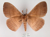 中文名:褐帶蛾(2266-1489)學名:Palirisa cervina formosana Matsumura, 1931(2266-1489)中文別名:軌帶蛾