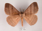 中文名:褐帶蛾(2266-1489)學名:Palirisa cervina formosana Matsumura, 1931(2266-1489)中文別名:軌帶蛾