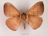 中文名:褐帶蛾(2266-366)學名:Palirisa cervina formosana Matsumura, 1931(2266-366)中文別名:軌帶蛾