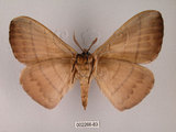 中文名:褐帶蛾(2266-83)學名:Palirisa cervina formosana Matsumura, 1931(2266-83)中文別名:軌帶蛾