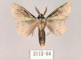 中文名:綠蟻舟蛾(2112-64)學名:Benbowia takamukuana(2112-64)