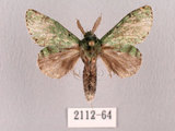 中文名:綠蟻舟蛾(2112-64)學名:Benbowia takamukuana(2112-64)