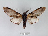 中文名:對斑舟蛾(1282-30277)學名:Harpyia longipennis Matsumura, 1929(1282-30277)中文別名:臺鹿舟蛾