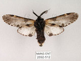 中文名:對斑舟蛾(2692-512)學名:Harpyia longipennis Matsumura, 1929(2692-512)中文別名:臺鹿舟蛾