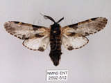 中文名:對斑舟蛾(2692-512)學名:Harpyia longipennis Matsumura, 1929(2692-512)中文別名:臺鹿舟蛾