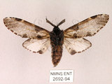 中文名:對斑舟蛾(2692-94)學名:Harpyia longipennis Matsumura, 1929(2692-94)中文別名:臺鹿舟蛾