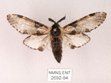 中文名:對斑舟蛾(2692-94)學名:Harpyia longipennis Matsumura, 1929(2692-94)中文別名:臺鹿舟蛾