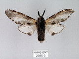 中文名:對斑舟蛾(2985-3)學名:Harpyia longipennis Matsumura, 1929(2985-3)中文別名:臺鹿舟蛾
