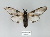 中文名:對斑舟蛾(2985-3)學名:Harpyia longipennis Matsumura, 1929(2985-3)中文別名:臺鹿舟蛾