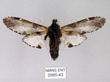 中文名:對斑舟蛾(2985-43)學名:Harpyia longipennis Matsumura, 1929(2985-43)中文別名:臺鹿舟蛾