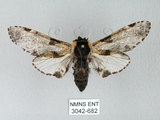 中文名:對斑舟蛾(3042-682)學名:Harpyia longipennis Matsumura, 1929(3042-682)中文別名:臺鹿舟蛾