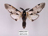 中文名:對斑舟蛾(3973-310)學名:Harpyia longipennis Matsumura, 1929(3973-310)中文別名:臺鹿舟蛾