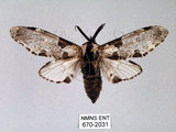 中文名:對斑舟蛾(670-2031)學名:Harpyia longipennis Matsumura, 1929(670-2031)中文別名:臺鹿舟蛾