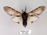 中文名:對斑舟蛾(751-202)學名:Harpyia longipennis Matsumura, 1929(751-202)中文別名:臺鹿舟蛾
