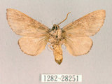 中文名:迥舟蛾(1282-28251)學名:Disparia variegata (Wileman, 1910)(1282-28251)