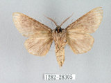 中文名:迥舟蛾(1282-28305)學名:Disparia variegata (Wileman, 1910)(1282-28305)