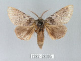 中文名:迥舟蛾(1282-28305)學名:Disparia variegata (Wileman, 1910)(1282-28305)