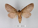 中文名:迥舟蛾(1282-28363)學名:Disparia variegata (Wileman, 1910)(1282-28363)