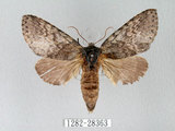 中文名:迥舟蛾(1282-28363)學名:Disparia variegata (Wileman, 1910)(1282-28363)