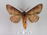 中文名:迥舟蛾(1282-28378)學名:Disparia variegata (Wileman, 1910)(1282-28378)