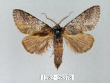 中文名:迥舟蛾(1282-28378)學名:Disparia variegata (Wileman, 1910)(1282-28378)