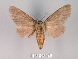 中文名:迥舟蛾(1282-28567)學名:Disparia variegata (Wileman, 1910)(1282-28567)