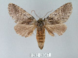 中文名:迥舟蛾(1282-28567)學名:Disparia variegata (Wileman, 1910)(1282-28567)