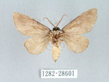 中文名:迥舟蛾(1282-28601)學名:Disparia variegata (Wileman, 1910)(1282-28601)