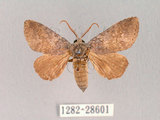 中文名:迥舟蛾(1282-28601)學名:Disparia variegata (Wileman, 1910)(1282-28601)