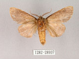 中文名:迥舟蛾(1282-28937)學名:Disparia variegata (Wileman, 1910)(1282-28937)