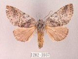 中文名:迥舟蛾(1282-3937)學名:Disparia variegata (Wileman, 1910)(1282-3937)