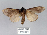 中文名:異齒舟蛾(1146-264)學名:Hexafrenum maculifer(1146-264)中文別名:斑頸白異齒舟蛾