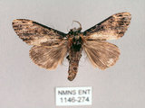 中文名:異齒舟蛾(1146-274)學名:Hexafrenum maculifer(1146-274)中文別名:斑頸白異齒舟蛾