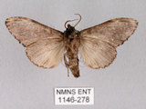 中文名:異齒舟蛾(1146-278)學名:Hexafrenum maculifer(1146-278)中文別名:斑頸白異齒舟蛾