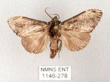 中文名:異齒舟蛾(1146-278)學名:Hexafrenum maculifer(1146-278)中文別名:斑頸白異齒舟蛾