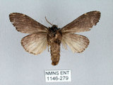 中文名:異齒舟蛾(1146-279)學名:Hexafrenum maculifer(1146-279)中文別名:斑頸白異齒舟蛾