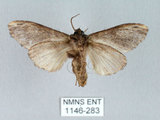 中文名:異齒舟蛾(1146-283)學名:Hexafrenum maculifer(1146-283)中文別名:斑頸白異齒舟蛾