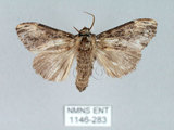 中文名:異齒舟蛾(1146-283)學名:Hexafrenum maculifer(1146-283)中文別名:斑頸白異齒舟蛾