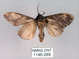 中文名:異齒舟蛾(1146-289)學名:Hexafrenum maculifer(1146-289)中文別名:斑頸白異齒舟蛾