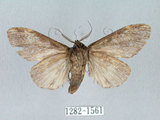 中文名:異齒舟蛾(1282-1561)學名:Hexafrenum maculifer(1282-1561)中文別名:斑頸白異齒舟蛾